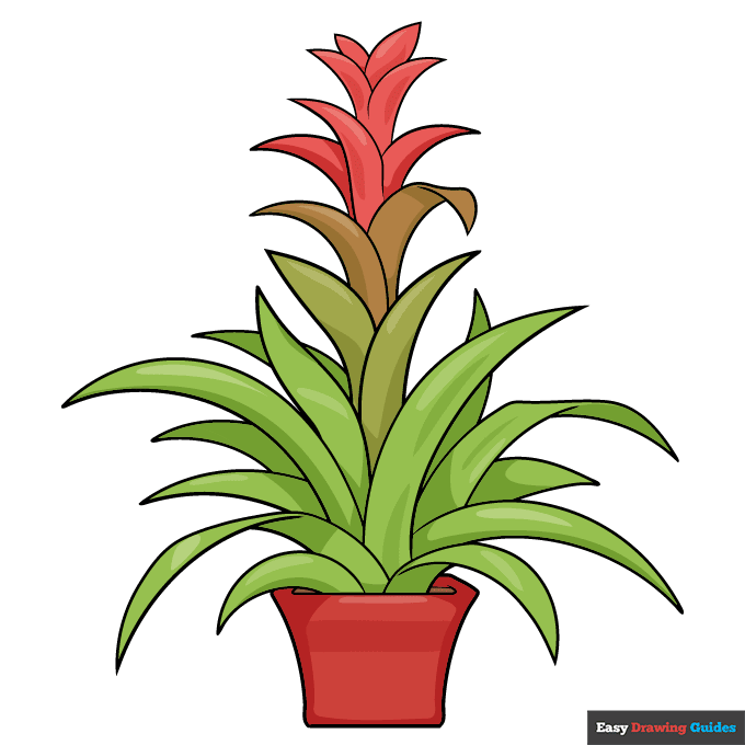 Bromeliad step-by-step drawing tutorial: step 11