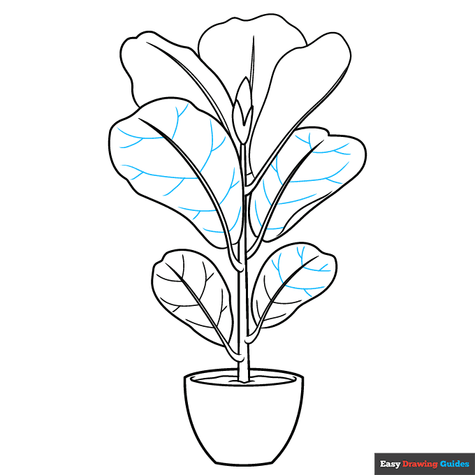 Fiddle Leaf Fig step-by-step drawing tutorial: step 8