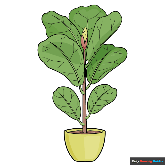 Fiddle Leaf Fig step-by-step drawing tutorial: step 11
