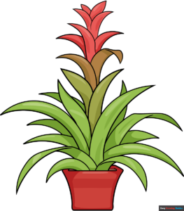 How to Draw a Bromeliad Featured Image
