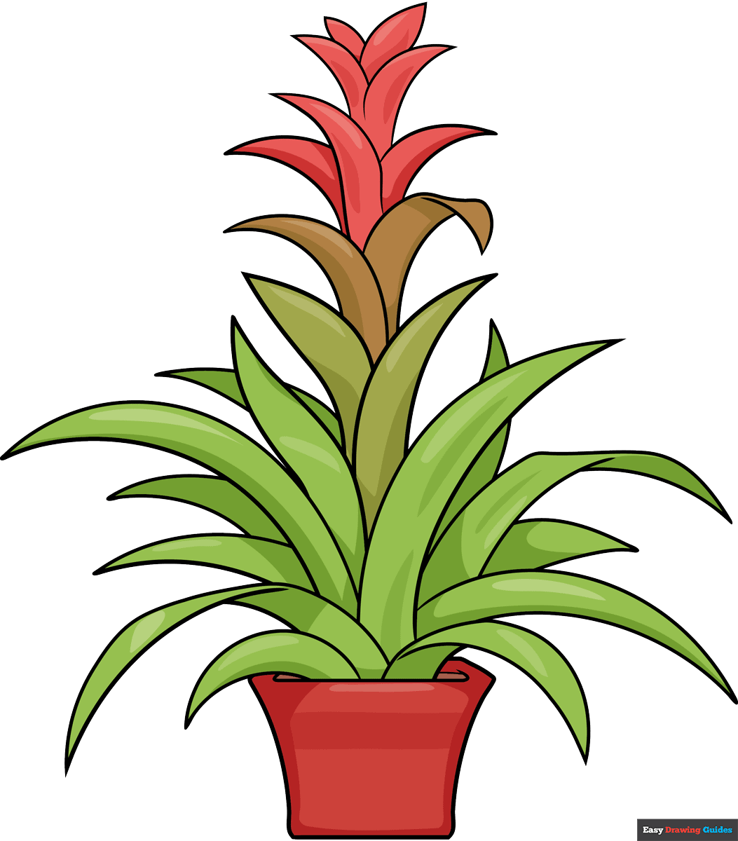 How to Draw a Bromeliad Featured Image