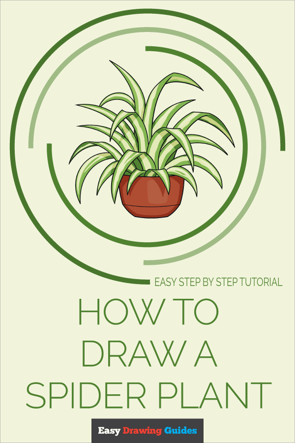How to Draw a Spider Plant Pinterest Image