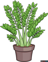 How to Draw a ZZ Plant