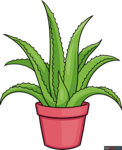 How to Draw Aloe Vera Featured Image