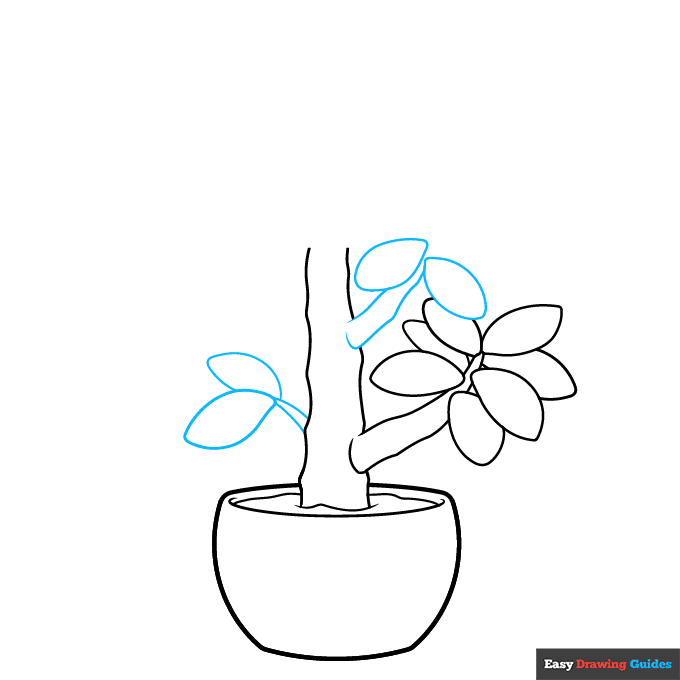 Jade Plant step-by-step drawing tutorial: step 4