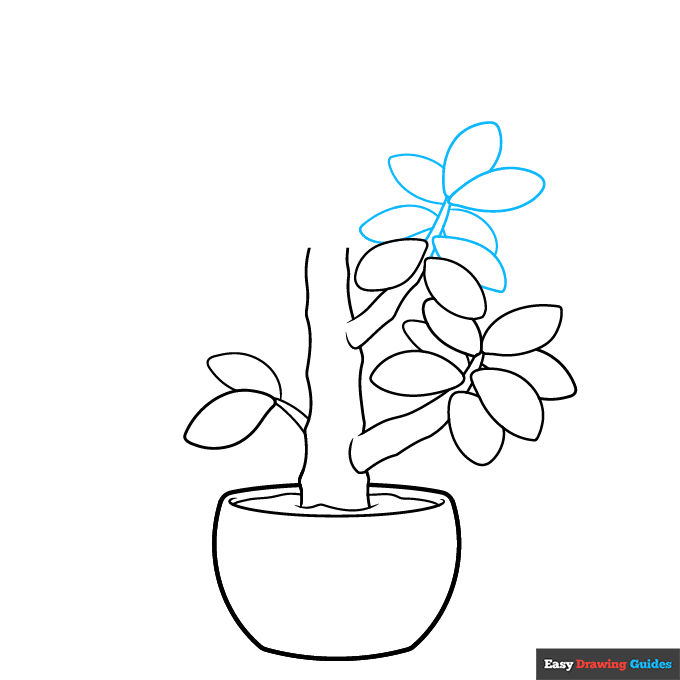 Jade Plant step-by-step drawing tutorial: step 5