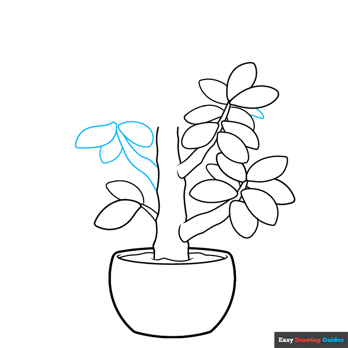 Jade Plant step-by-step drawing tutorial: step 6