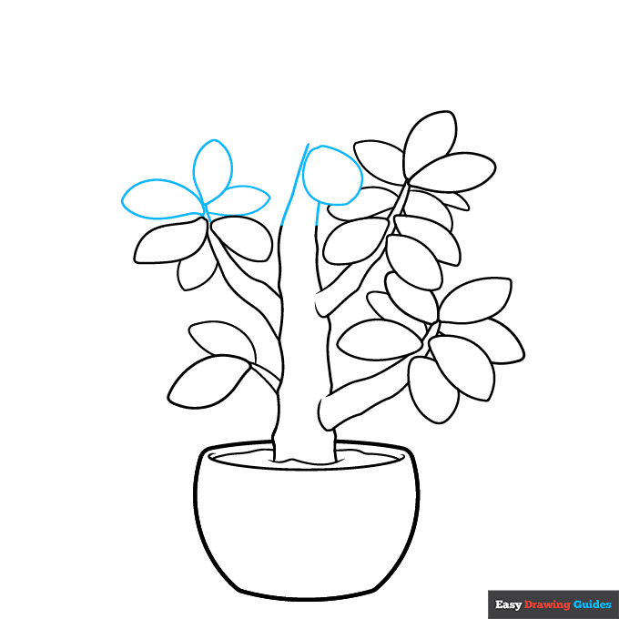 Jade Plant step-by-step drawing tutorial: step 7