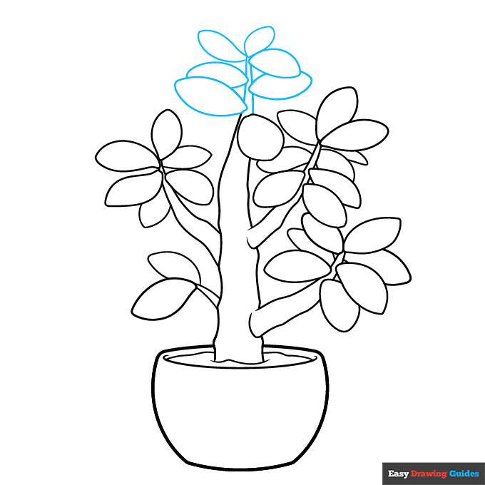 Jade Plant step-by-step drawing tutorial: step 8