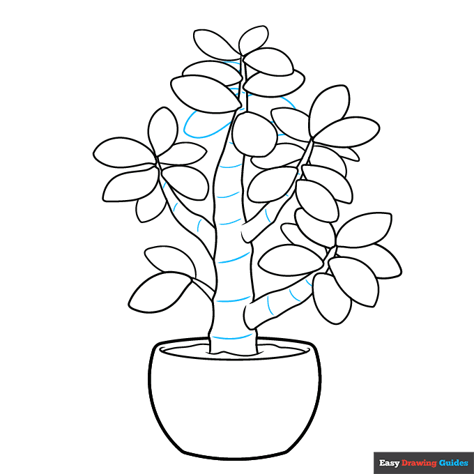 Jade Plant step-by-step drawing tutorial: step 9