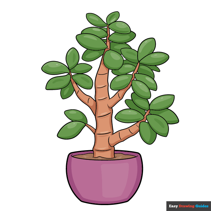Jade Plant step-by-step drawing tutorial: step 11