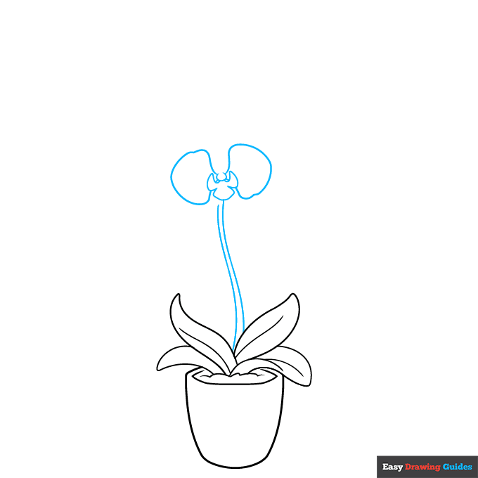 Orchid in a Pot step-by-step drawing tutorial: step 3