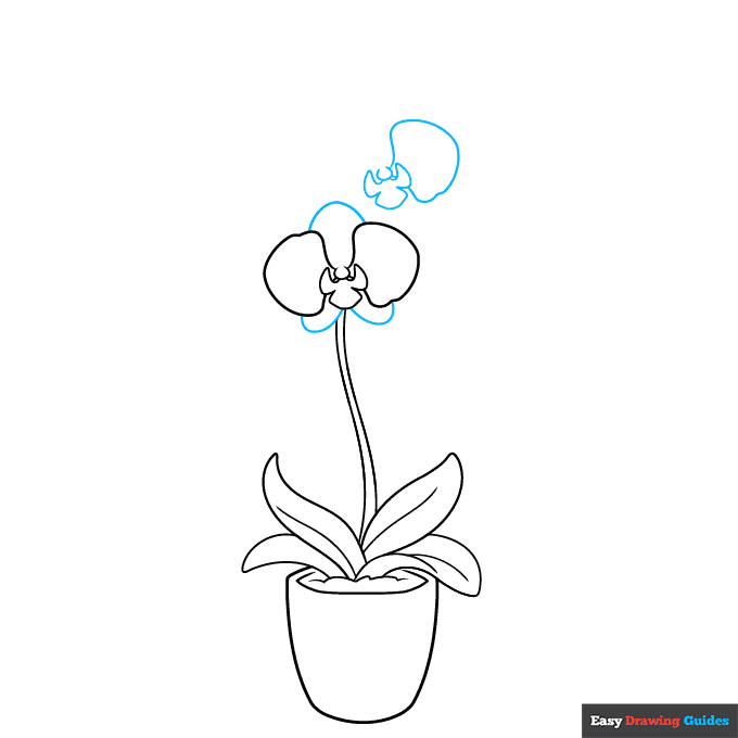 Orchid in a Pot step-by-step drawing tutorial: step 4