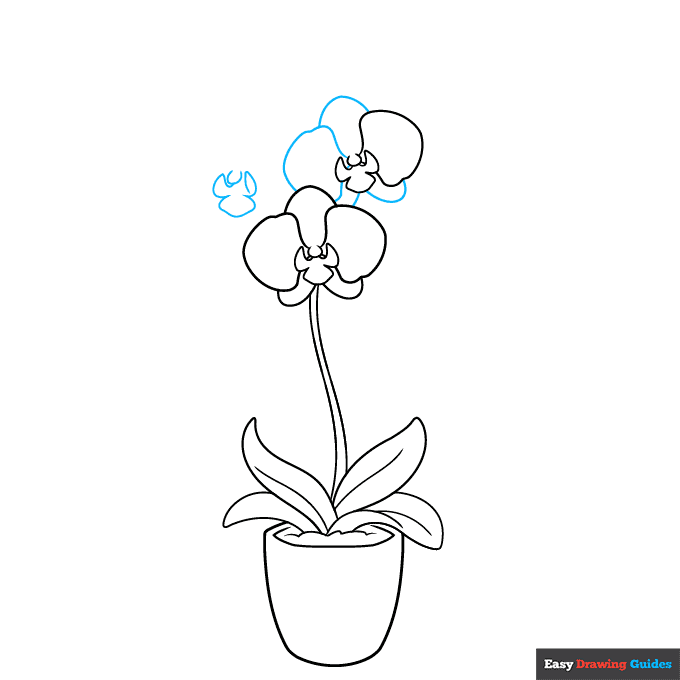 Orchid in a Pot step-by-step drawing tutorial: step 5