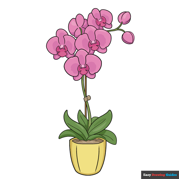 Orchid in a Pot step-by-step drawing tutorial: step 11