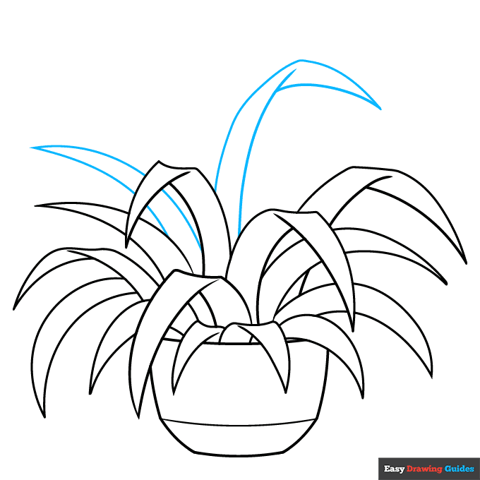 Spider Plant step-by-step drawing tutorial: step 8