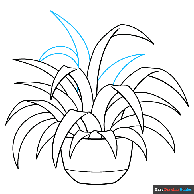 Spider Plant step-by-step drawing tutorial: step 9