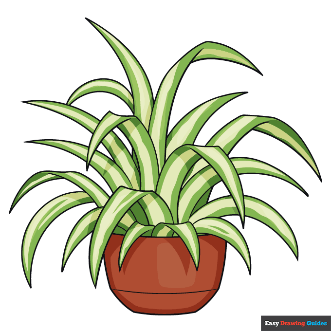 Spider Plant step-by-step drawing tutorial: step 11