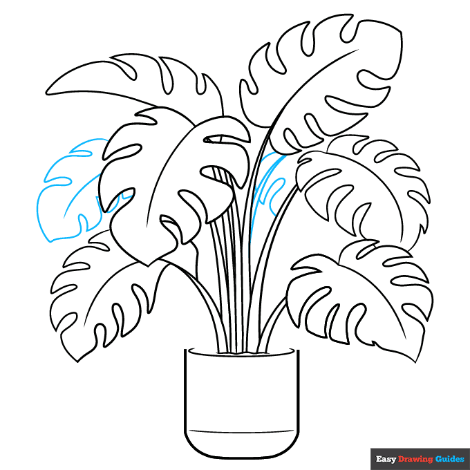 Swiss Cheese Plant step-by-step drawing tutorial: step 8