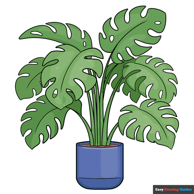 Swiss Cheese Plant step-by-step drawing tutorial: step 11