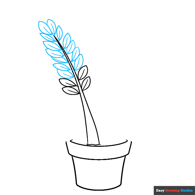 ZZ Plant step-by-step drawing tutorial: step 2