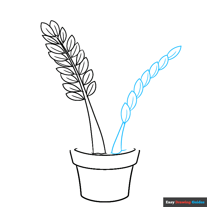 ZZ Plant step-by-step drawing tutorial: step 3