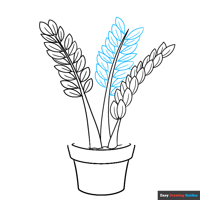 ZZ Plant step-by-step drawing tutorial: step 5