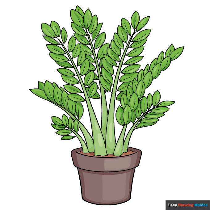 ZZ Plant step-by-step drawing tutorial: step 11