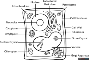 Free Printable Plant Cell Coloring Page