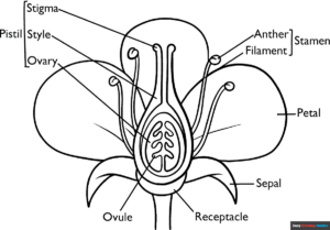 Free Printable Parts of a Flower Coloring Page