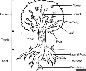 Free Printable Parts of a Tree Coloring Page
