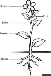 Free Printable Parts of Plant Coloring Page