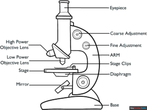 Free Printable Microscope Diagram Coloring Page