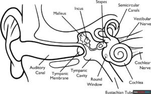 Free Printable Parts of the Ear Coloring Page