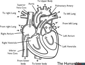 Free Printable Heart Anatomy Diagram for Kids Coloring Page