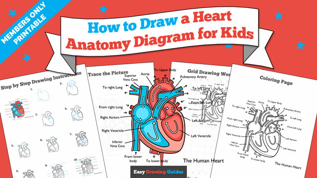 How to Draw a Heart Anatomy Diagram for Kids Printable Thumbnail