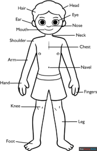 Free Printable Body Parts Diagram for Kids Coloring Page