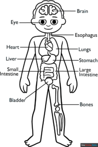 Free Printable Human Anatomy for Kids Coloring Page