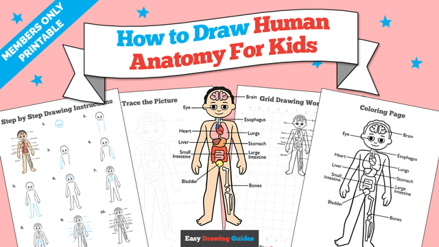 How to Draw Human Anatomy for Kids Printable Thumbnail