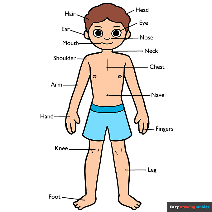 Body Parts Diagram for Kids step-by-step drawing tutorial: step 11