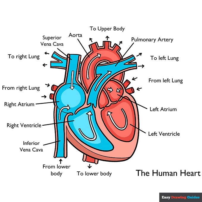 Heart Anatomy Diagram for Kids for Kids step-by-step drawing tutorial: step 11