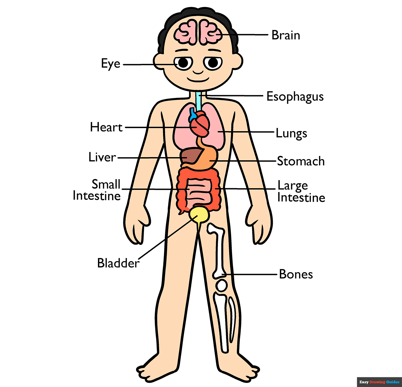 Human Anatomy for Kids step-by-step drawing tutorial: step 11