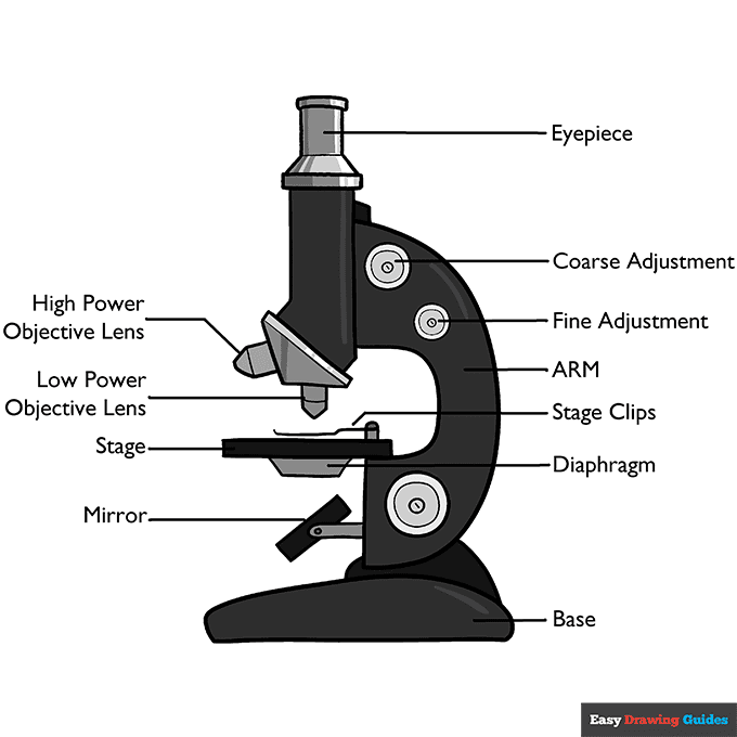 Microscope Diagram for Kids step-by-step drawing tutorial: step 11