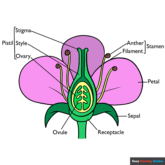 Parts of a Flower step-by-step drawing tutorial: step 11