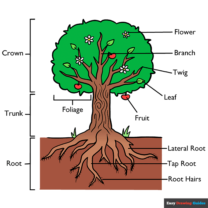 Parts of a Tree step-by-step drawing tutorial: step 11