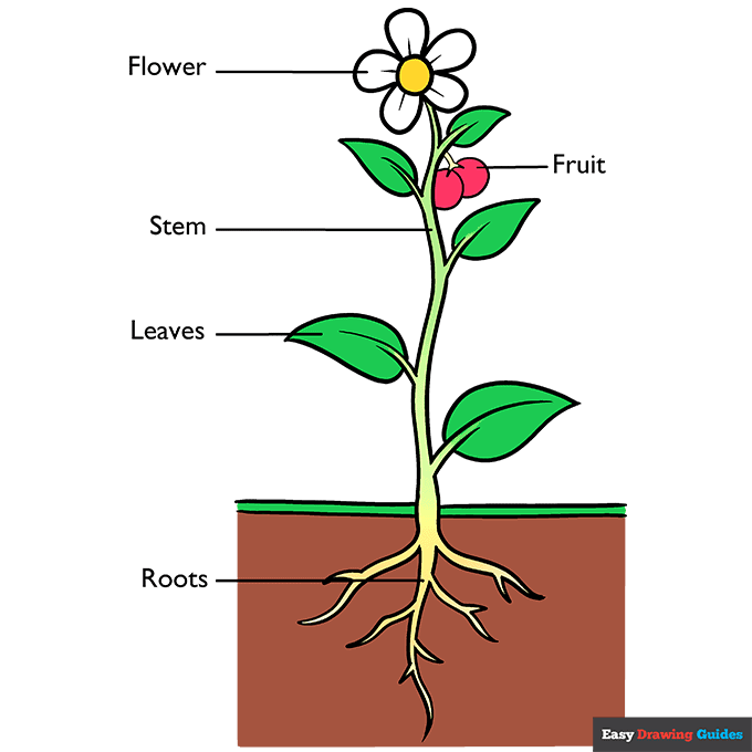 Parts of a Plant step-by-step drawing tutorial: step 11