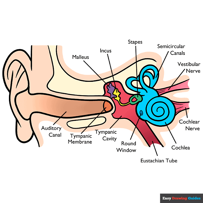 Parts of the Ear for Kids step-by-step drawing tutorial: step 11