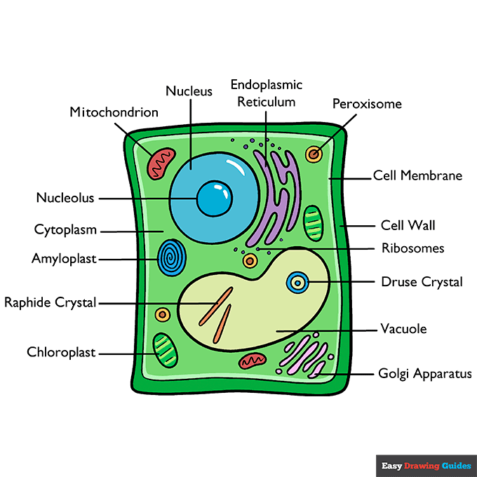 Plant Cell step-by-step drawing tutorial: step 11