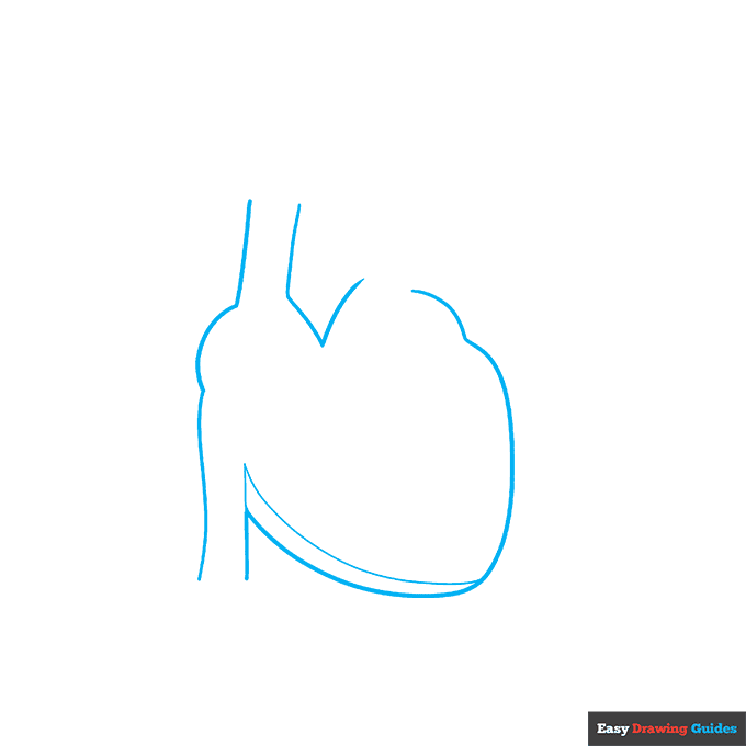 Heart Anatomy Diagram for Kids step-by-step drawing tutorial: step 1