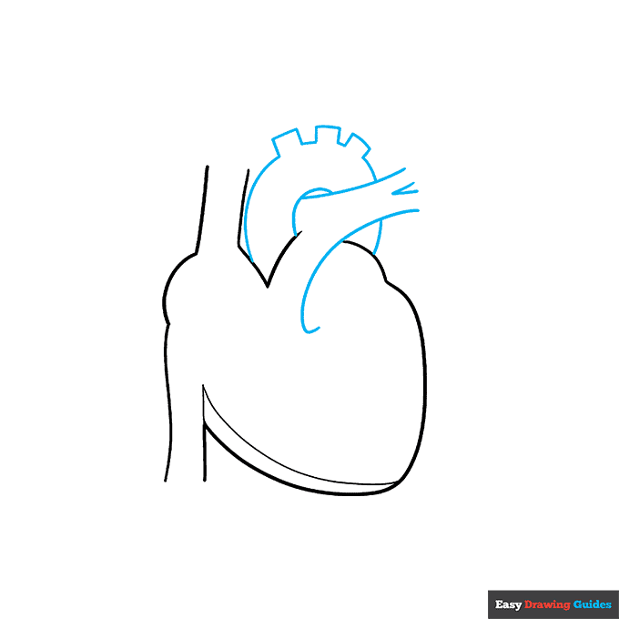 Heart Anatomy Diagram for Kids step-by-step drawing tutorial: step 2